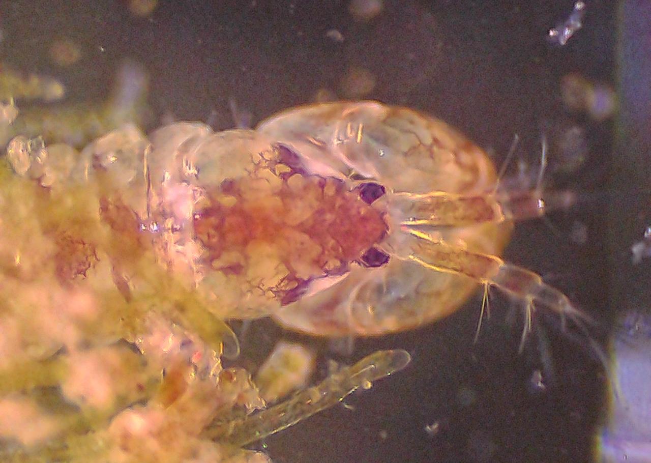 Il gamberetto con le chele da scorpione